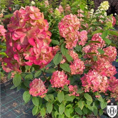 Hydrangea paniculata 'Fire Light' - Aedhortensia 'Fire Light' C2/2L